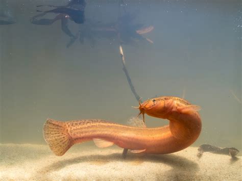 泥鰍釣翹嘴串鉤怎麼釣魚，且談如何在雨天使用傳統漁具